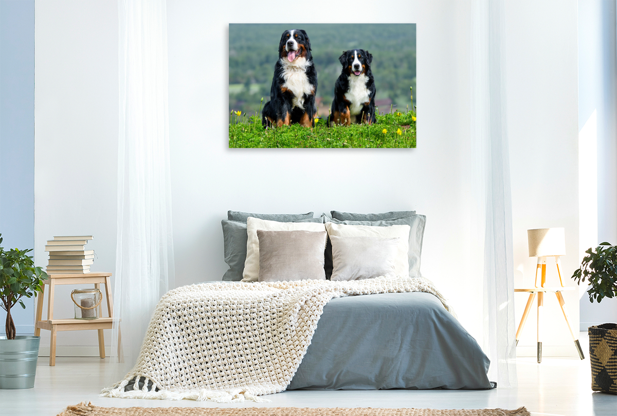 Berner Sennehunde