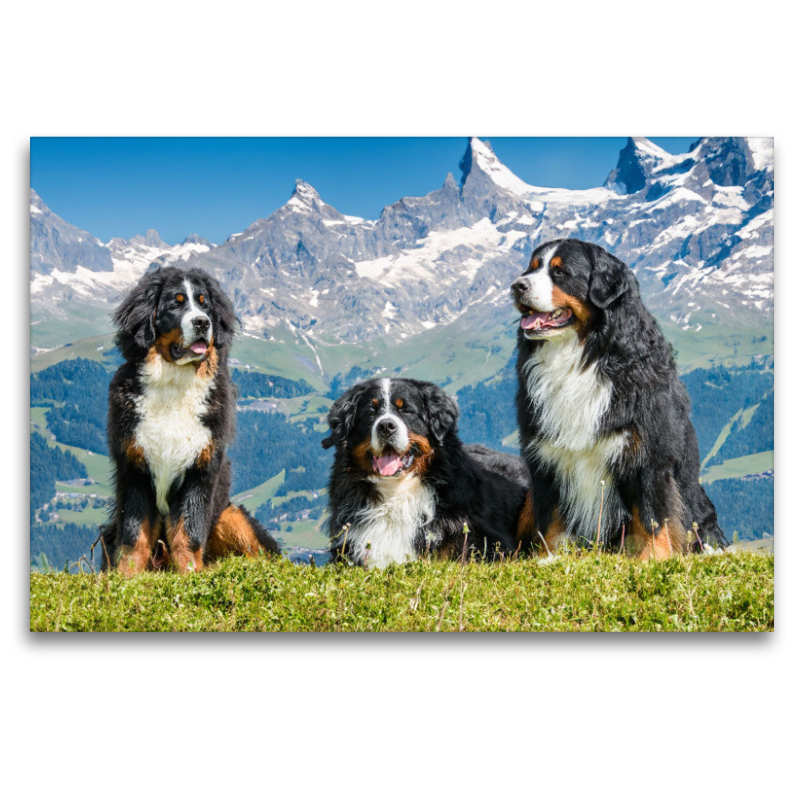 Berner Sennenhunde in der Schweiz