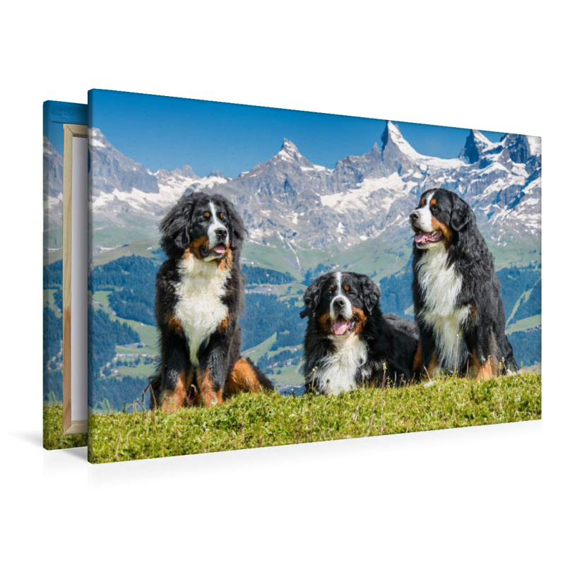 Berner Sennenhunde in der Schweiz