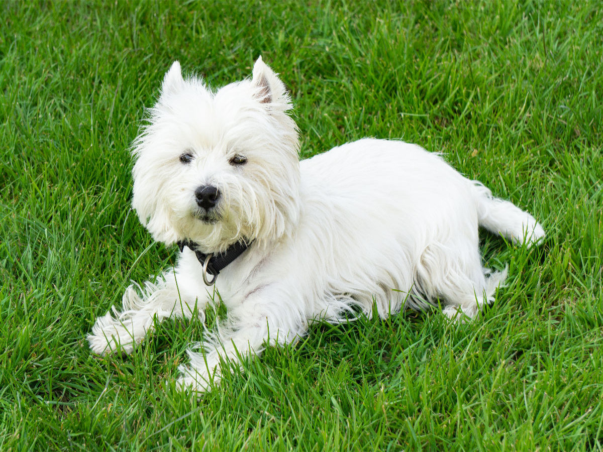 Süßer West Highland White Terrier liegt im Gras