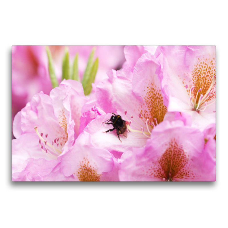 Hummel in Rhododendronblte