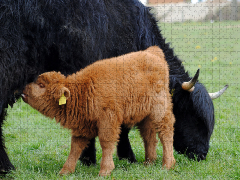 Das hungrige Jungtier schätzt nicht nur den Schutz durch die Mutter, sondern auch ihre Milch.