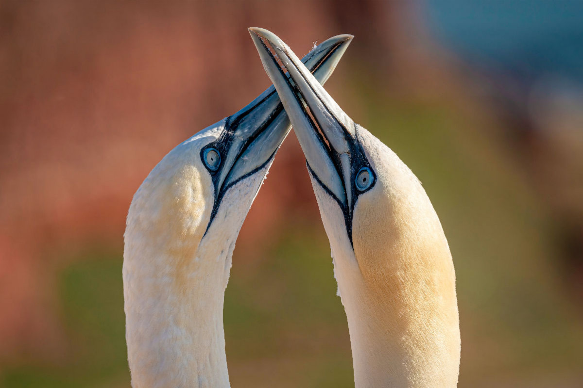 Der Basstölpel - Ein Motiv aus dem Kalender Unsere Vogelvielfalt: Ein Schatz zum Entdecken und Schützen