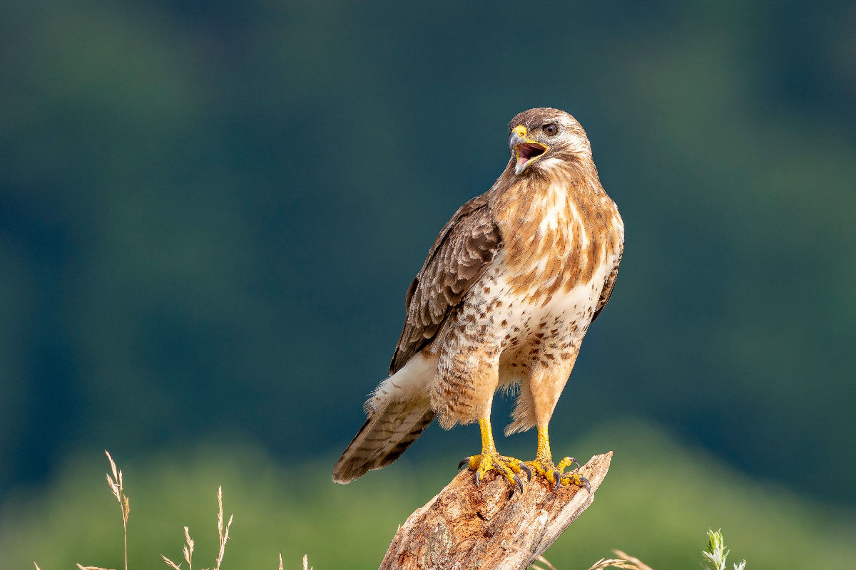 Der Mäusebussard- Ein Motiv aus dem Kalender Unsere Vogelvielfalt: Ein Schatz zum Entdecken und Schützen