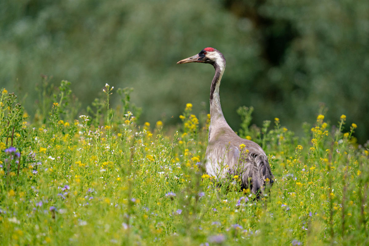 Der Kranich - Ein Motiv aus dem Kalender Unsere Vogelvielfalt: Ein Schatz zum Entdecken und Schützen