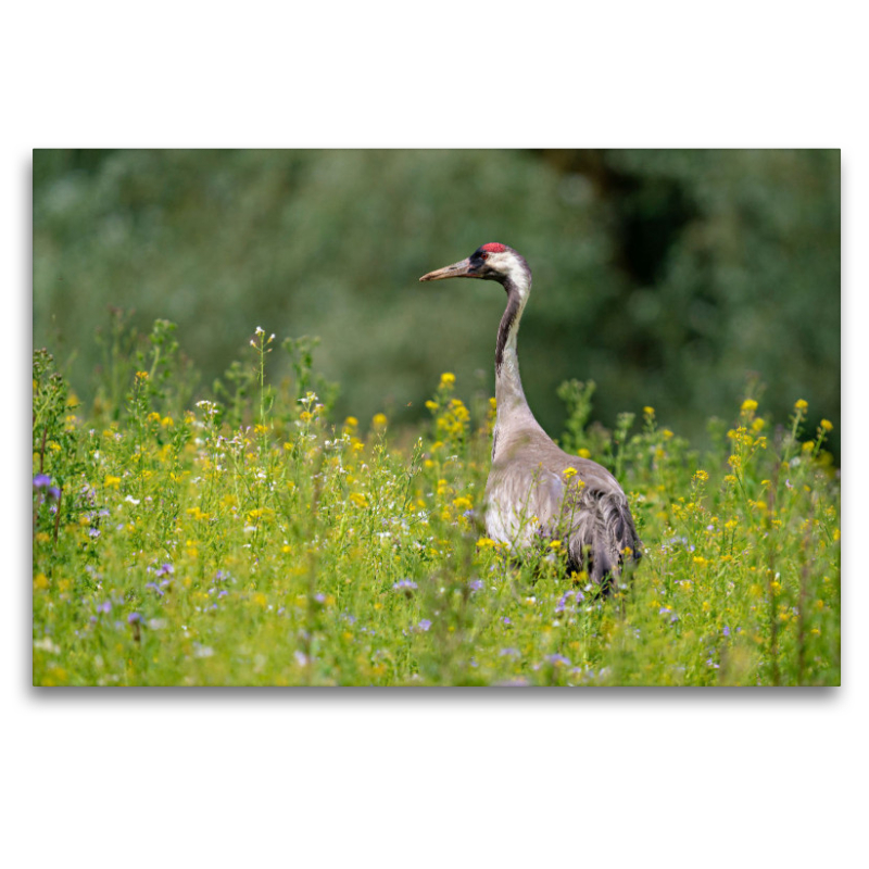 Der Kranich - Ein Motiv aus dem Kalender Unsere Vogelvielfalt: Ein Schatz zum Entdecken und Schützen