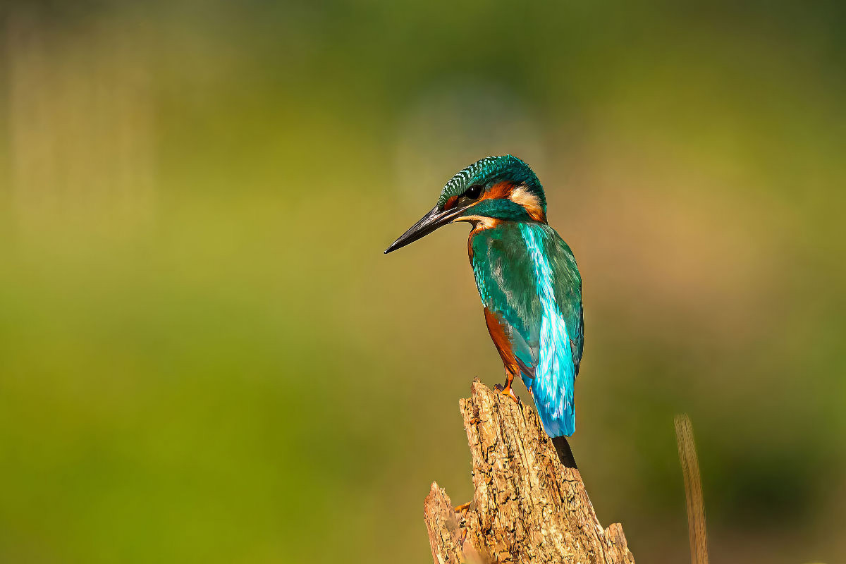 Unser Eisvogel - Ein Motiv aus dem Kalender Unsere Vogelvielfalt: Ein Schatz zum Entdecken und Schützen