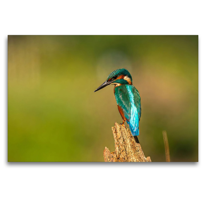 Unser Eisvogel - Ein Motiv aus dem Kalender Unsere Vogelvielfalt: Ein Schatz zum Entdecken und Schützen