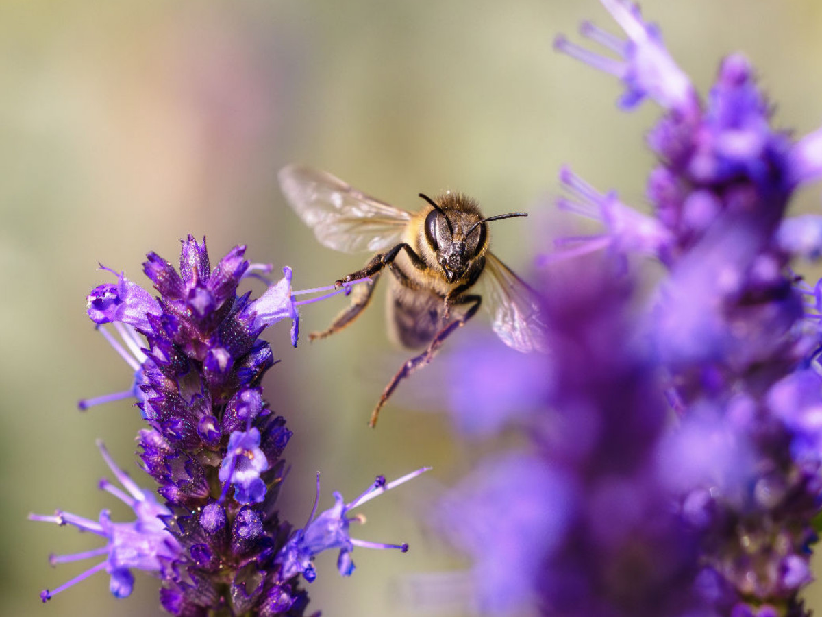 Biene im Flug an Duftnessel