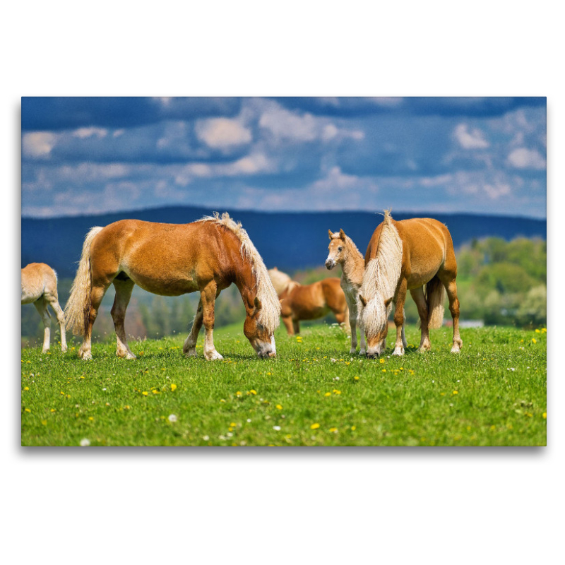 Haflinger Gruppe beim genießen der frischen Luft