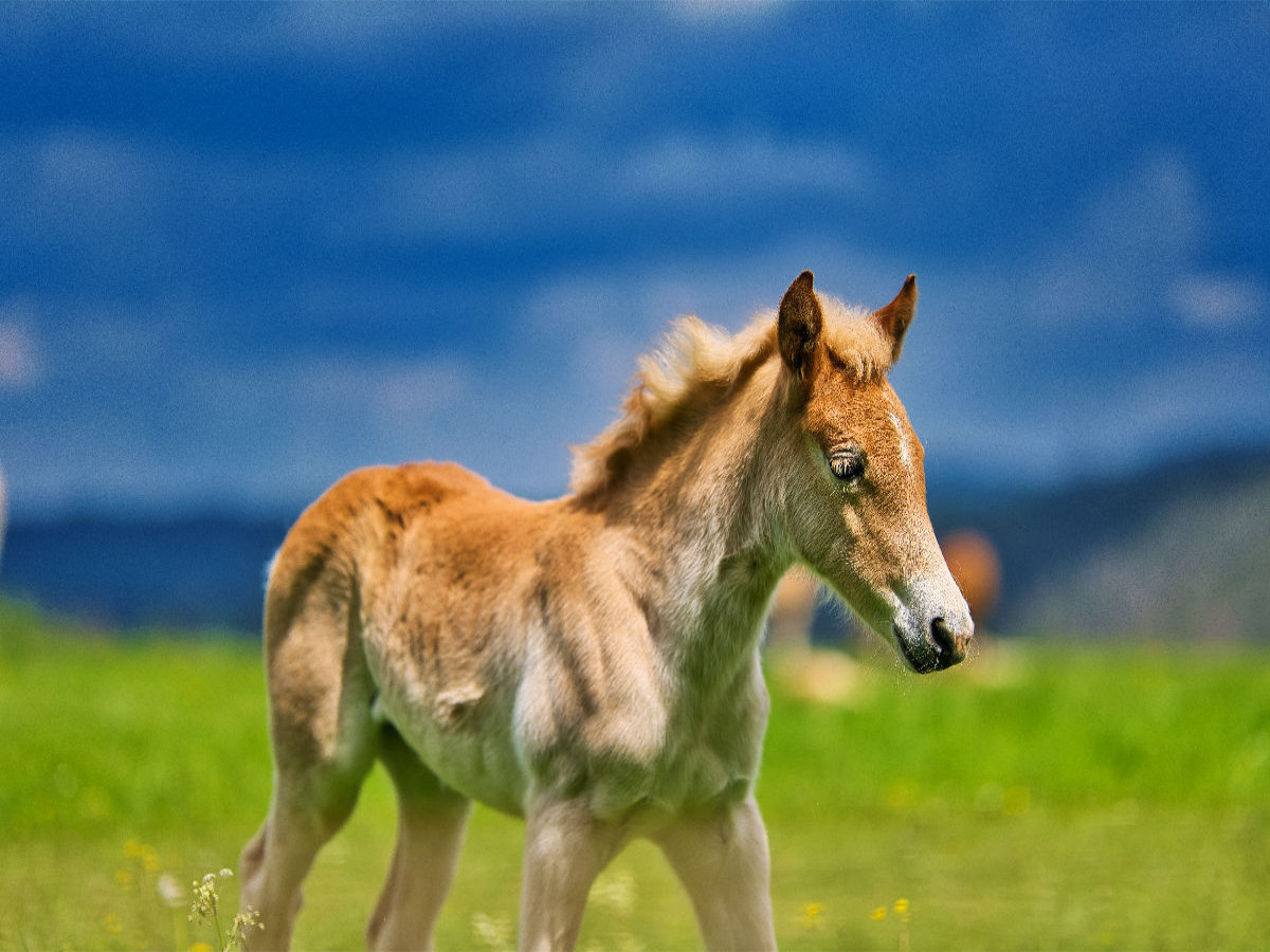 Haflinger Fohlen