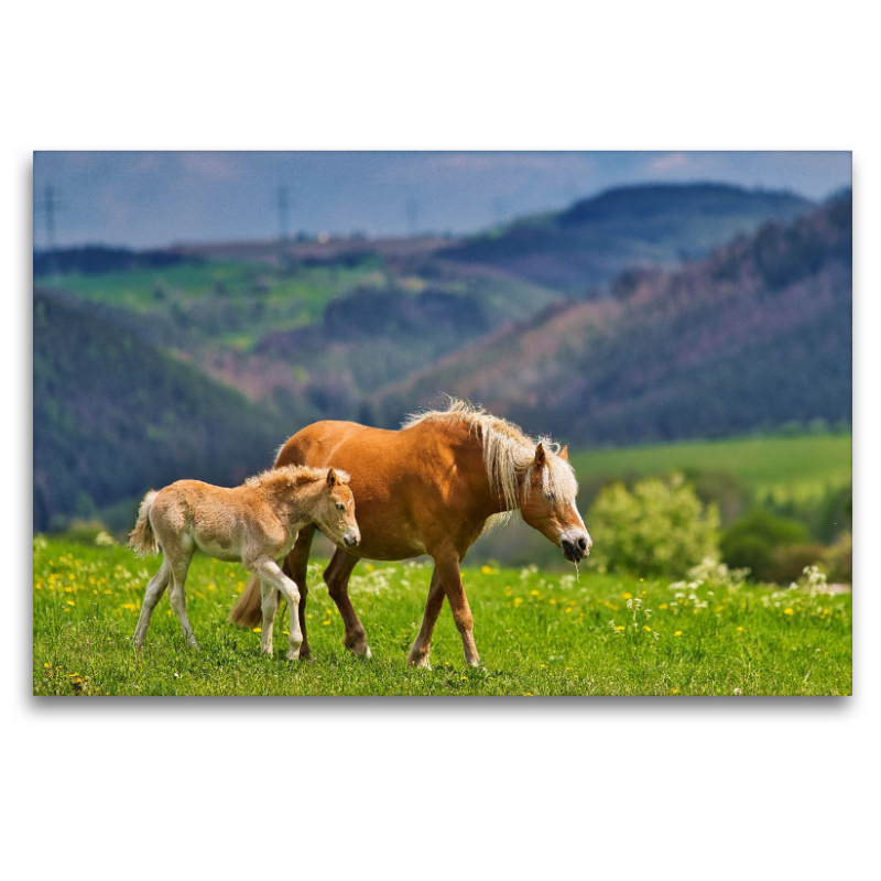 Haflinger Stute mit Fohlen