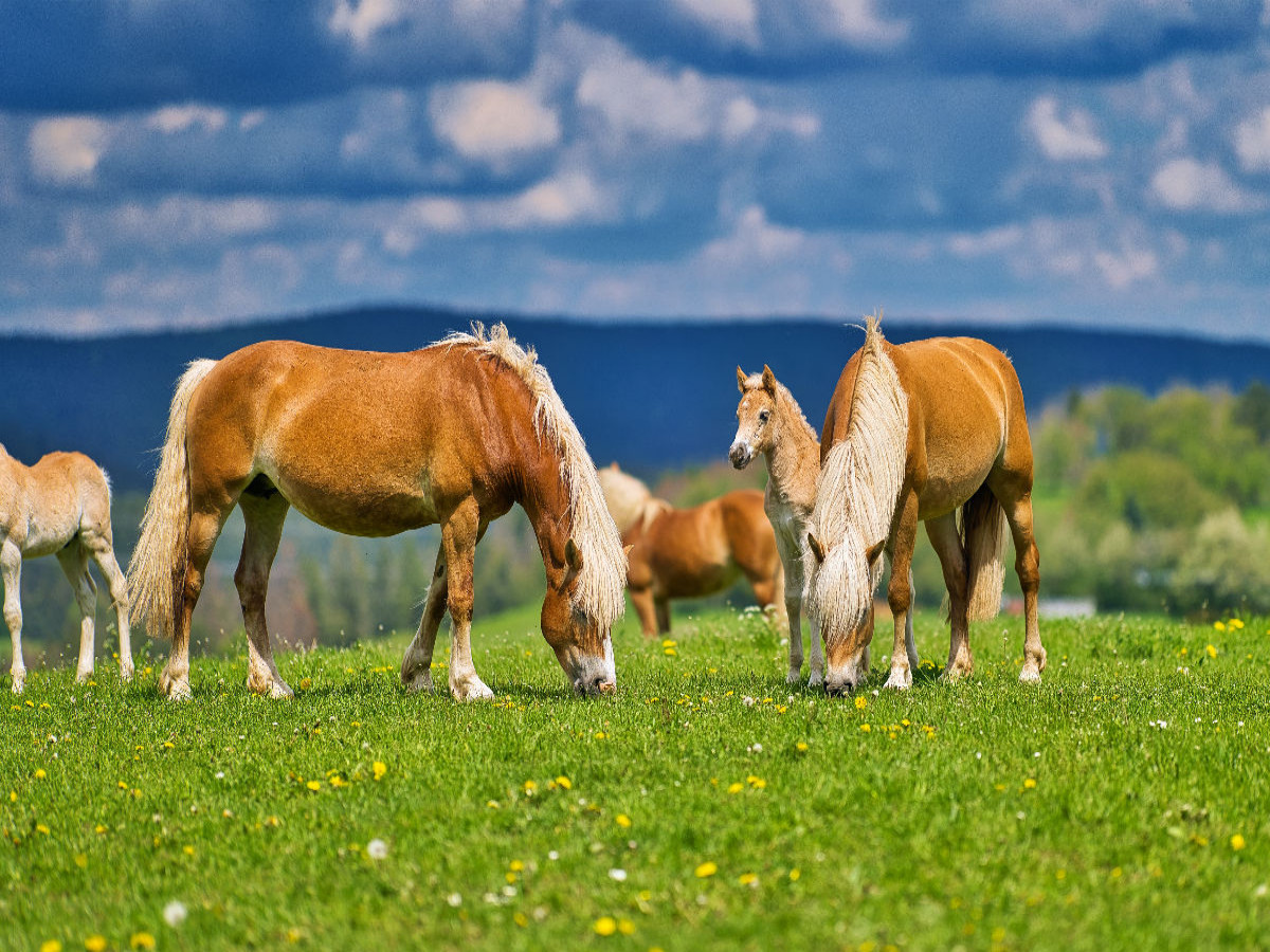 Haflinger Gruppe beim genießen der frischen Luft