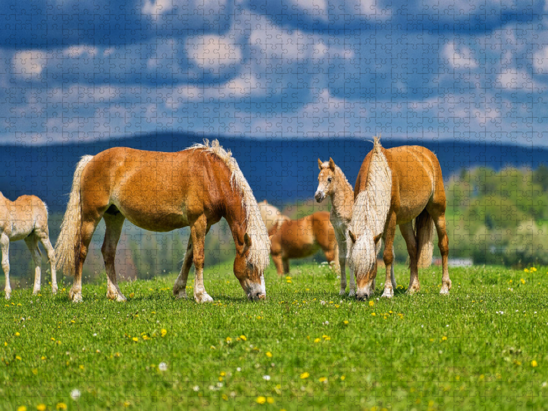 Haflinger Gruppe beim genießen der frischen Luft