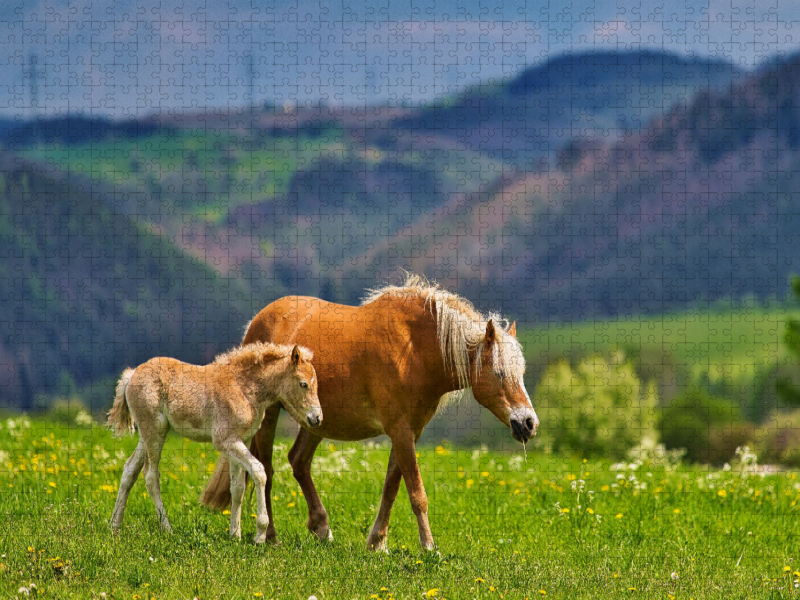 Haflinger Stute mit Fohlen