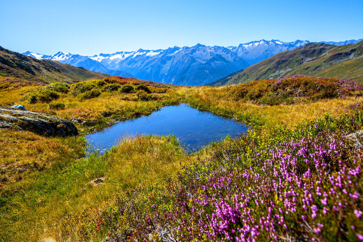 Eine kleine Herzlacke am Laubkogel