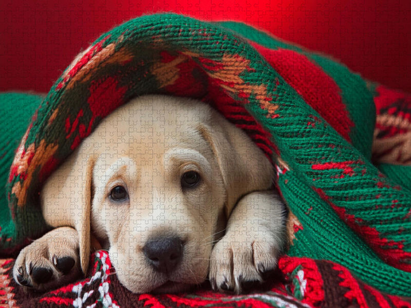 Ein müder Labrador Retriever Welpe liegt unter einer rot grünen Decke