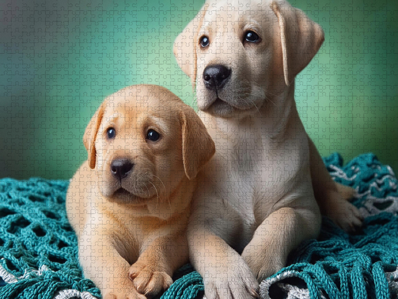 Aneinander gekuschelt liegen zwei Labrador Retriever Welpen auf einer türkisefarbenen Decke