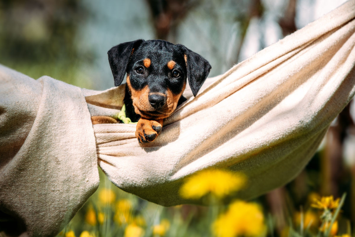 Deutscher Pinscher Welpe