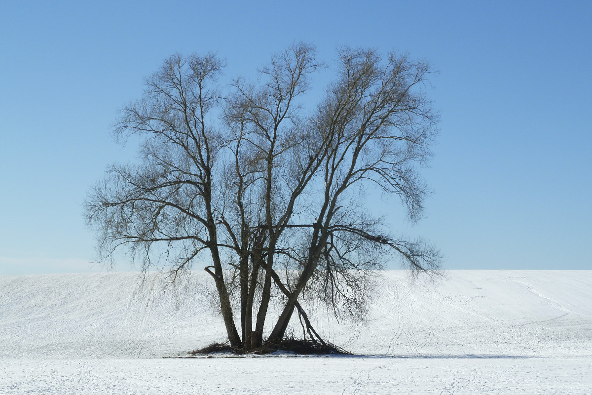 Baum in Schneelandschaft