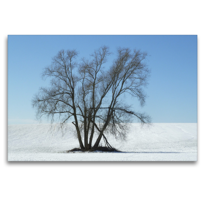 Baum in Schneelandschaft