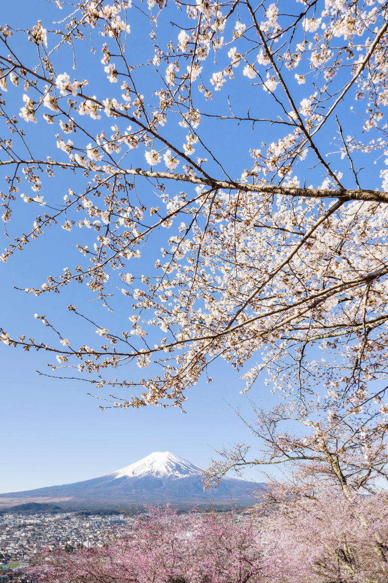 Charmanter Blick auf den Fuji bei Kirschblüte