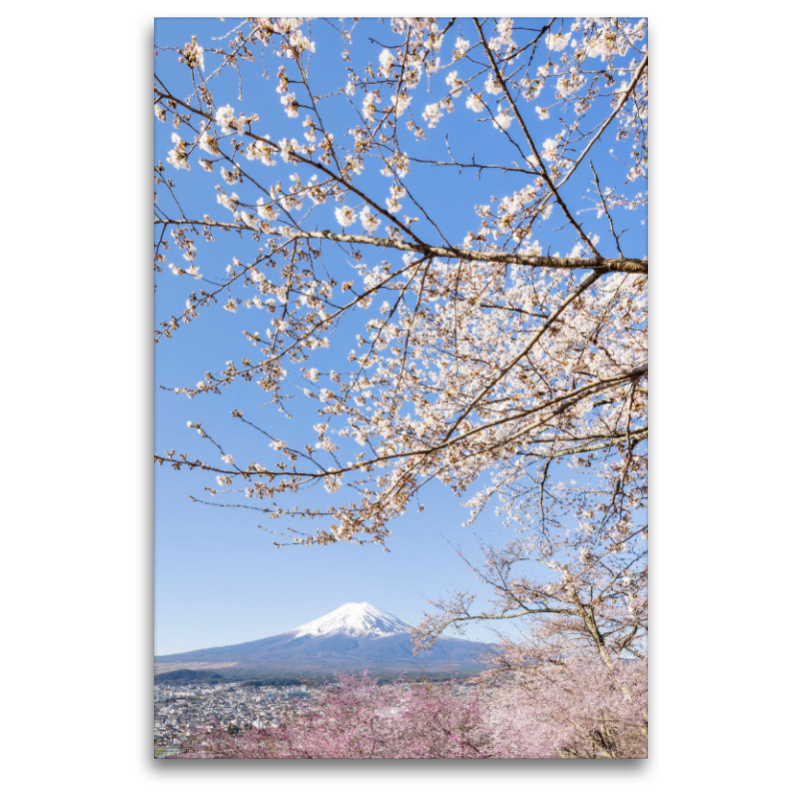 Charmanter Blick auf den Fuji bei Kirschblüte