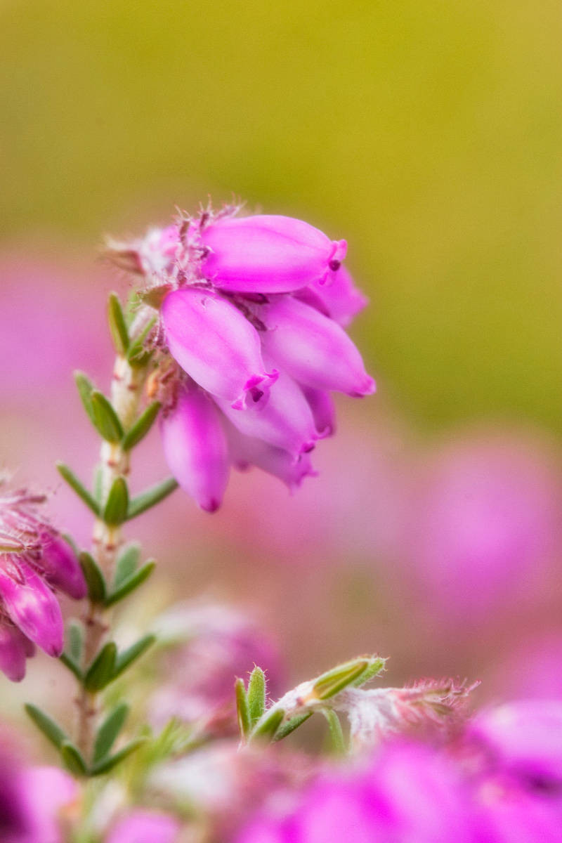 Torfheide (Erica tetralix)