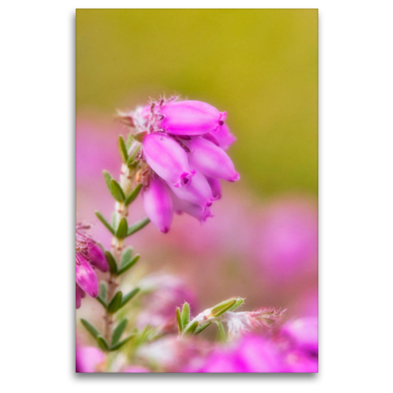 Torfheide (Erica tetralix)