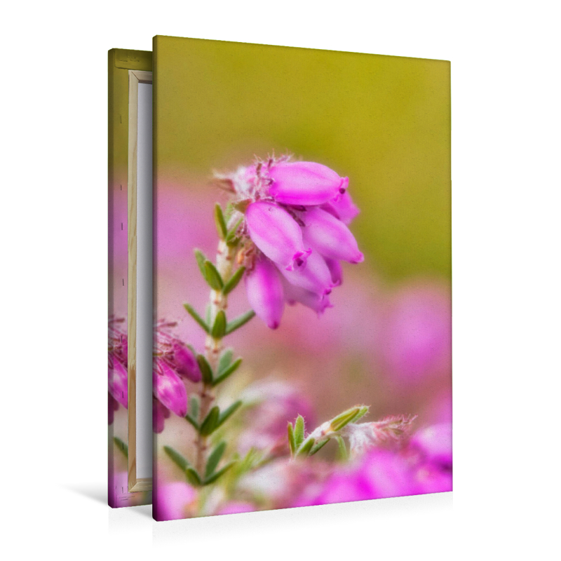 Torfheide (Erica tetralix)