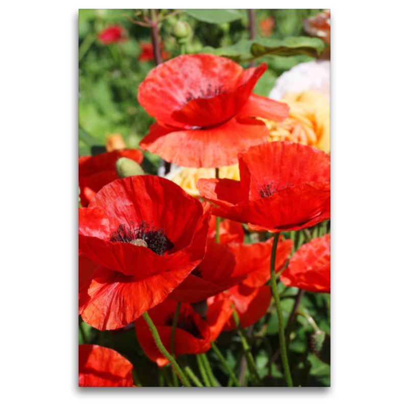 Roter Mohn im Garten