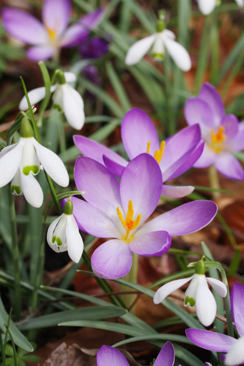 Schneeglöckchen und Krokusse