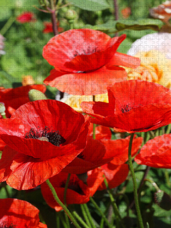 Roter Mohn im Garten