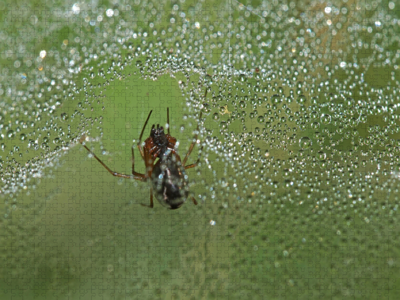 Spinnennetz mit Tautropfen