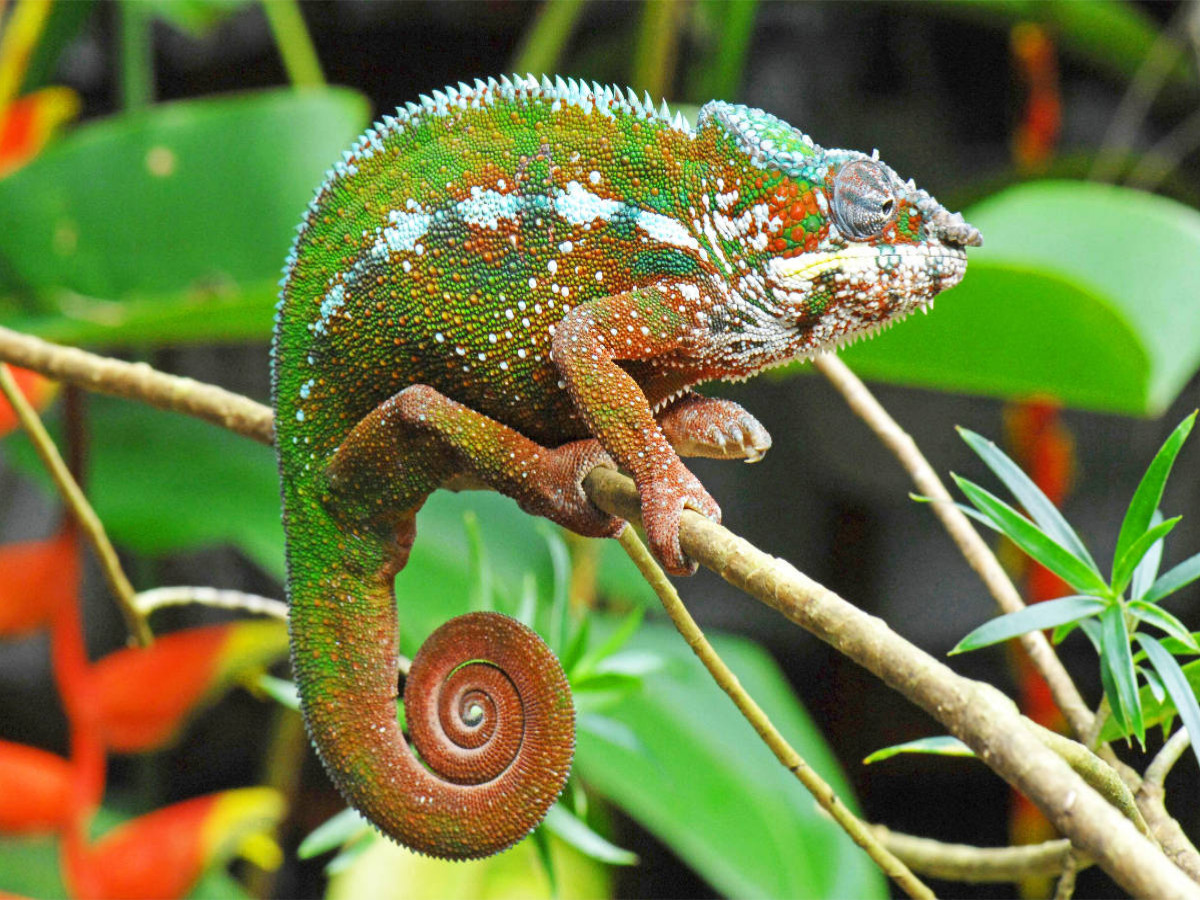 Panther-Chamäleon in leuchtenden Farben