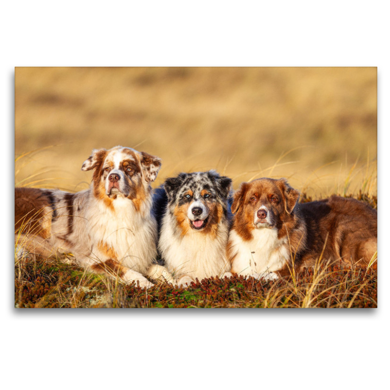 Ein Motiv aus dem Kalender Mit Aussies unterwegs - Die bunte Welt der Australian Shepherds