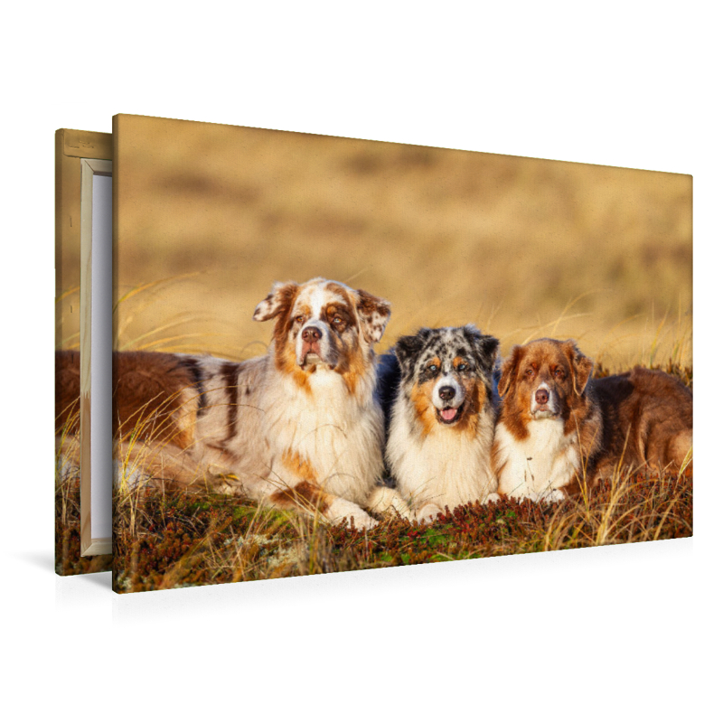 Ein Motiv aus dem Kalender Mit Aussies unterwegs - Die bunte Welt der Australian Shepherds