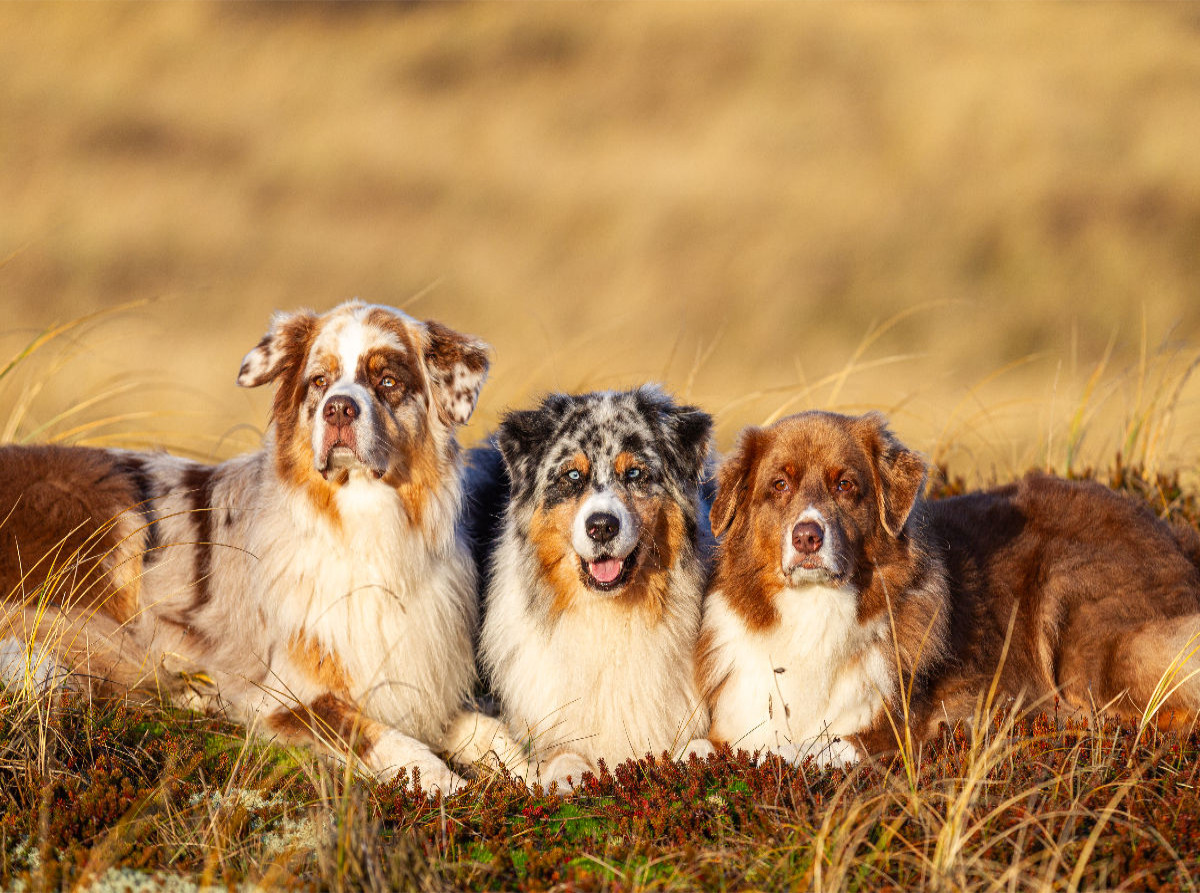 Ein Motiv aus dem Kalender Mit Aussies unterwegs - Die bunte Welt der Australian Shepherds