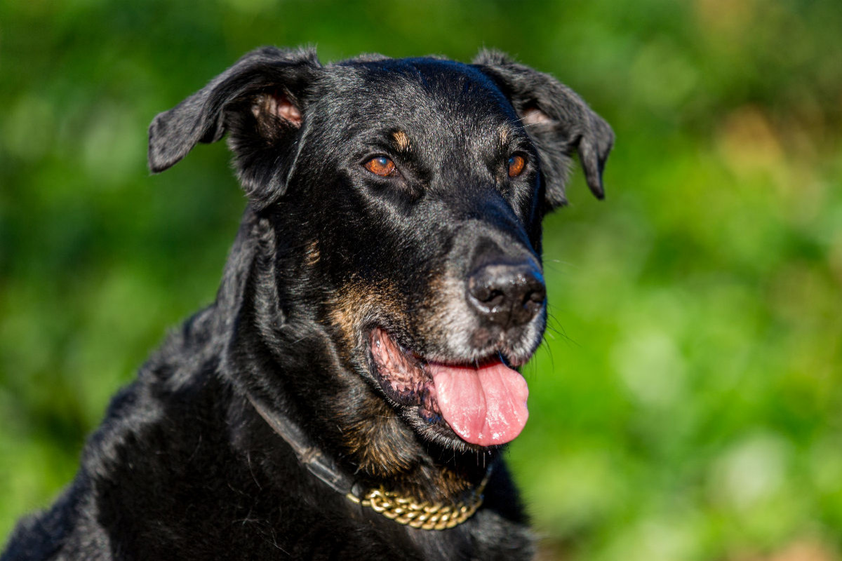 Ein Motiv aus dem Kalender Der Beauceron