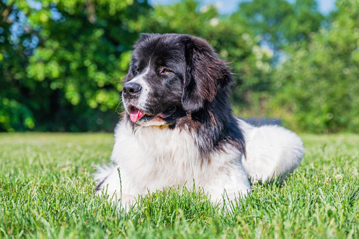 Landseer auf der Wiese