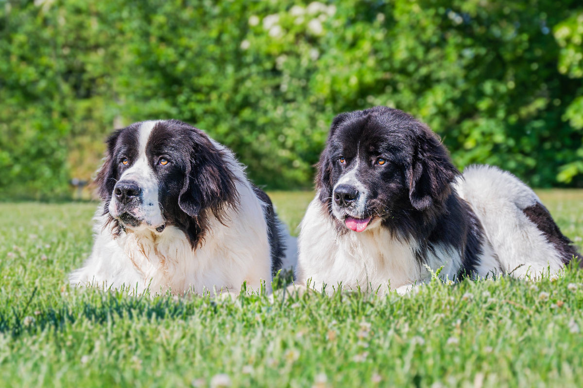 Ein Dreamteam