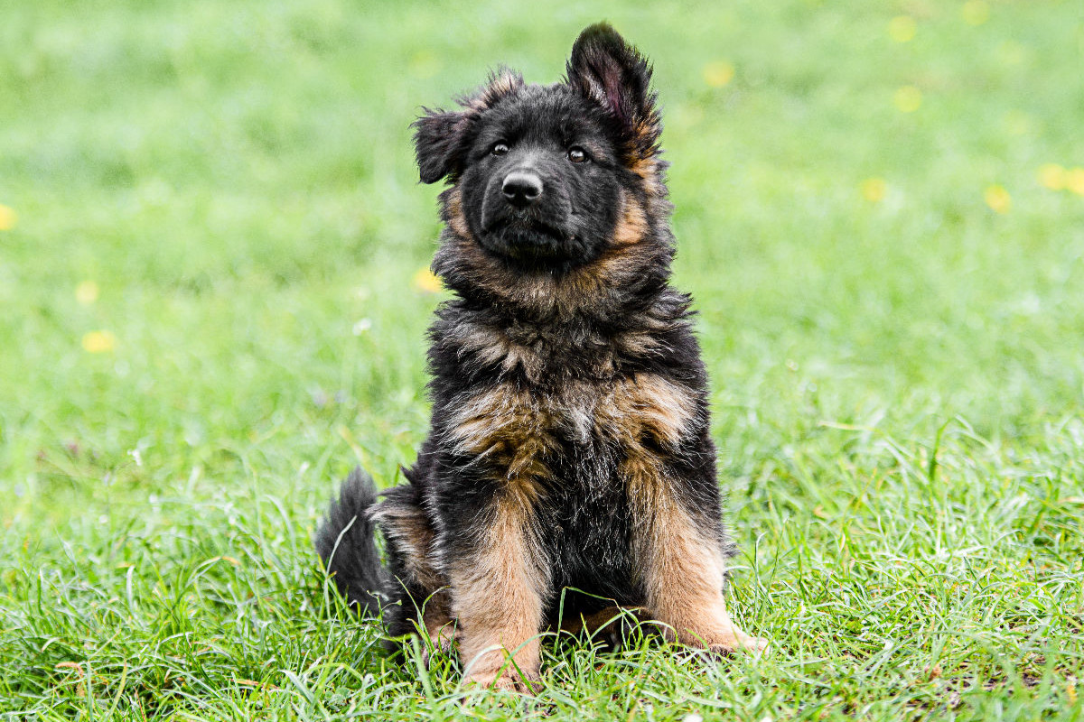 Schäferhund - Welpe Hündin