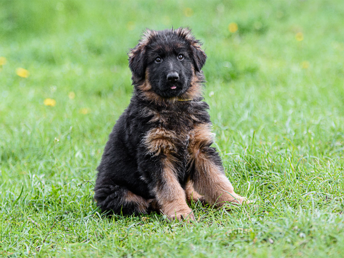 Schäferhund - Welpe Langstockhaar