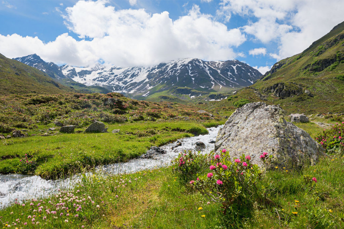 Blühende Alpenrosen am Dürrboden