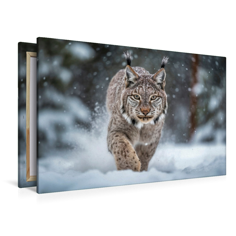 Luchs, Streifzug durch den Schnee