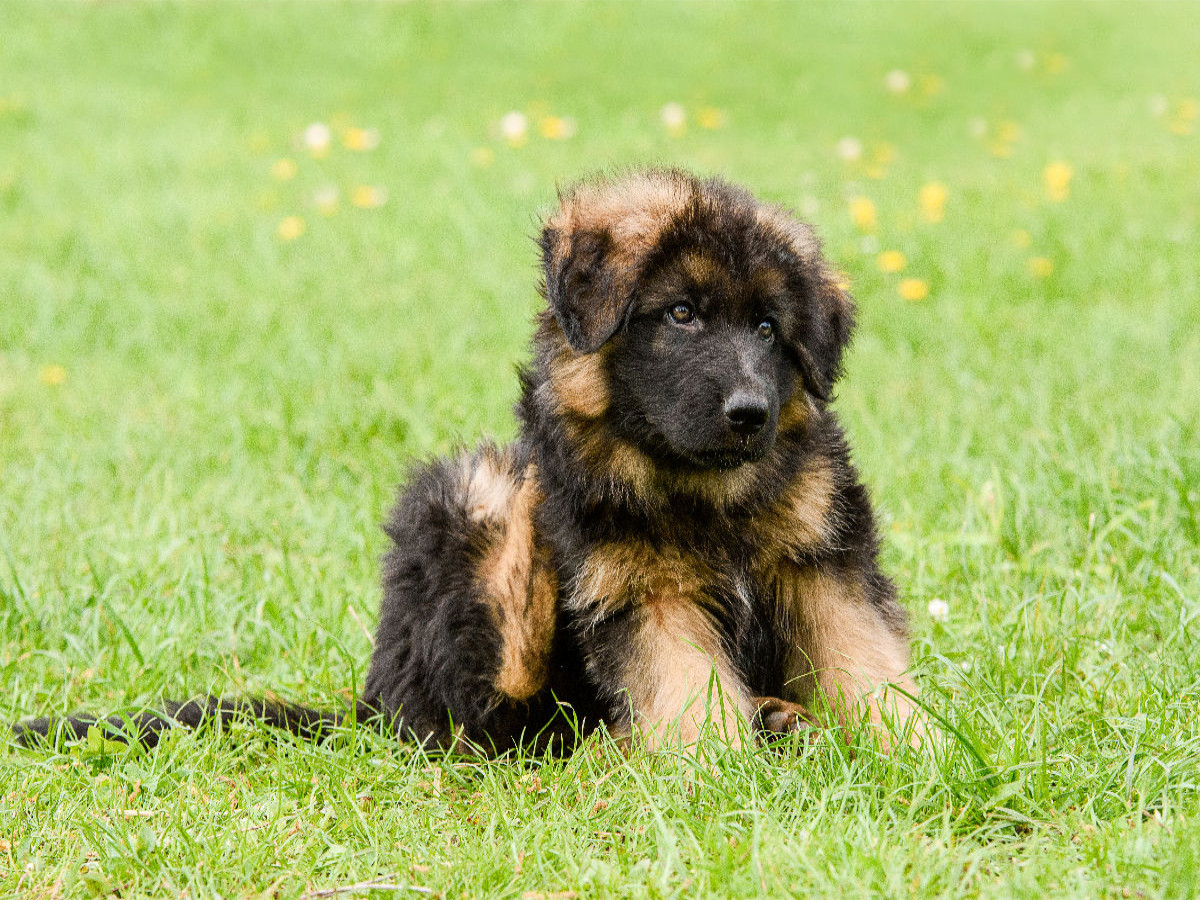 Schäferhund - Welpe Rüde