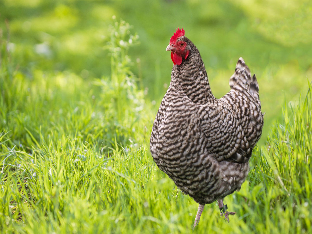 Plymouth Rock Huhn auf grüner Wiese