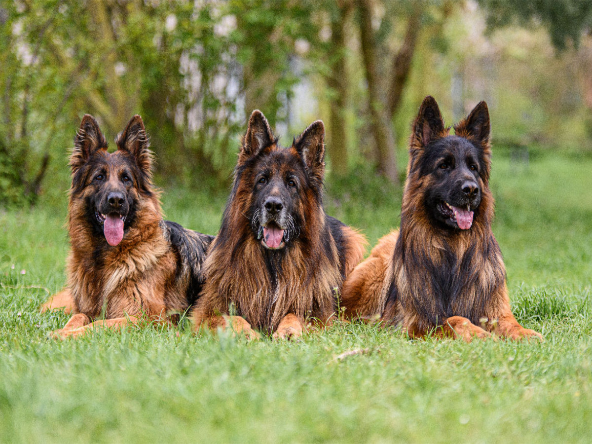 Langstockhaar - Schäferhunde Trio