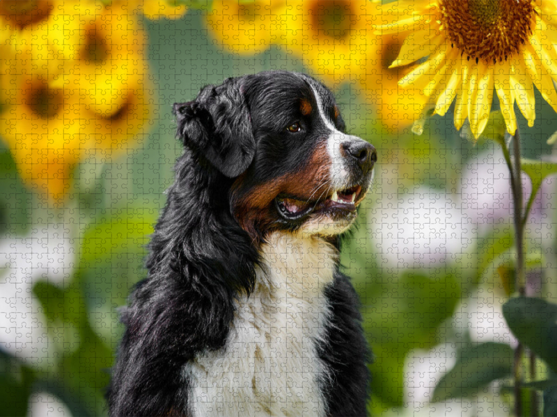 Sonnenblumenzeit