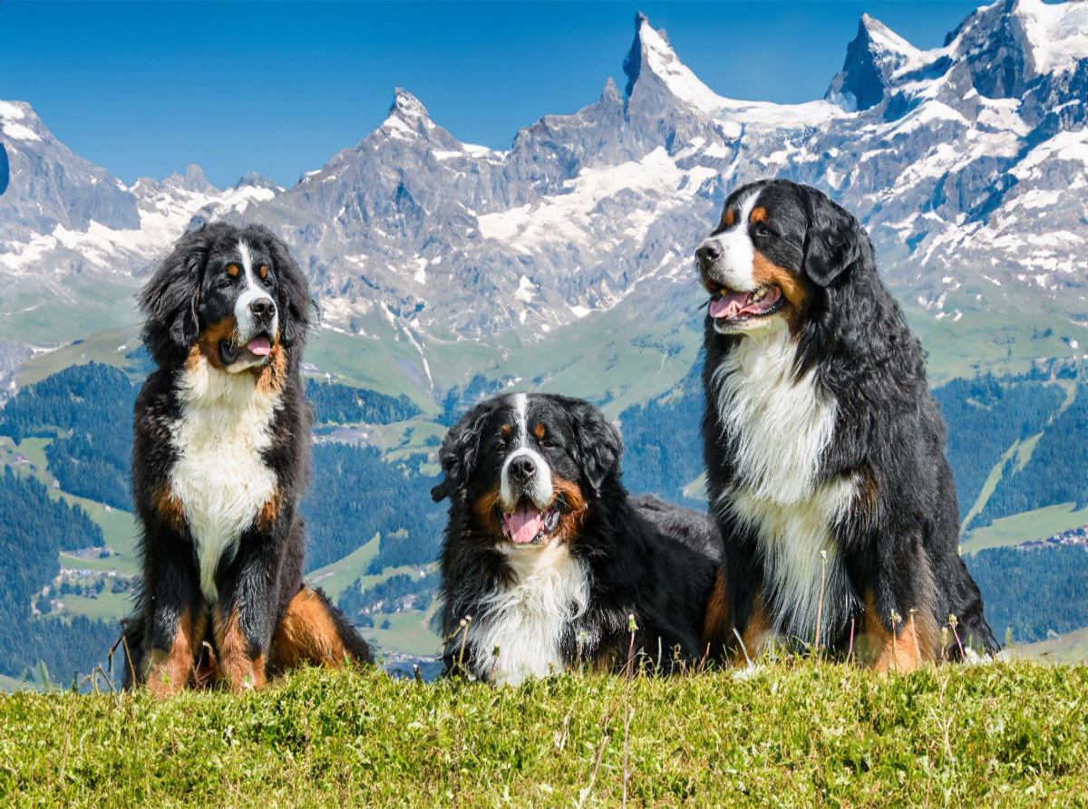 Berner Sennenhunde in der Schweiz